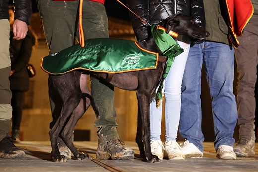 CHIRÍVIA DE MORIX (CLM). Subcampeona de España LXXXVII Campeonato de España de Galgos en Campo 